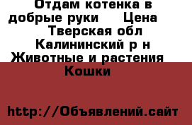 Отдам котенка в добрые руки . › Цена ­ 10 - Тверская обл., Калининский р-н Животные и растения » Кошки   